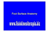 Foot Surface Anatomy - Fisiokinesiterapia · Tibialis Posterior tendon (blue) Flexor Digitorum Longus tendon (red) Flexor Hallucis Longus tendon (green)