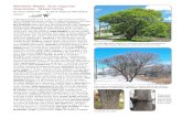 Manitoba Maple Acer negundo Aceraceae—Maple family · samara bud anther pedicel anthers Created Date 10/20/2010 9:29:12 AM ...