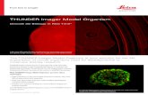 THUNDER Imager Model Organism - Leica Microsystems Imager... · 2019. 8. 15. · THUNDER Imager Model Organism Decode 3D Biology in Real Time* The THUNDER Imager Model Organism is
