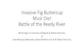 Invasive Fig Buttercup Must Die! Battle of the Reedy Riverblogs.clemson.edu/emerituscollege/files/2020/05/figg-buttercujp-mu… · Reedy River watershed •Lots of urban, industrial
