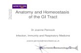 Anatomy and Homeostasis of the GI Tract€¦ · Anatomy and Homeostasis of the GI Tract Dr Joanne Pennock Infection, Immunity and Respiratory Medicine Joanne.pennock@manchester.ac.uk
