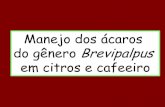 Manejo dos ácaros do gênero Brevipalpus em citros e cafeeiro · Em cafeeiro Brevipalpus sp. está associado à doença denominada mancha-anular-do-cafeeiro, causada pelo Coffee
