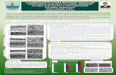 A COMPARATIVE STUDY BETWEEN MOISTURE INSENSITIVE AND … · 2016. 10. 7. · Hydrophillic primers, and assess their respective resin tag formation and effect on enamel under dry and
