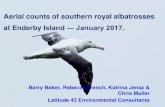 Aerial counts of southern royal albatrosses at Enderby ... · PDF file Aerial counts of southern royal albatrosses at Enderby Island ― January 2017. ... Photo-mapping •2016 photo