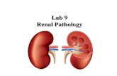 Lab 9 Renal Pathology - Mustansiriyah University · 2018. 12. 14. · Lab 9 Renal Pathology . Polycystic kidney disease ... and may occur at any level of the urinary tract. Causes