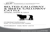 BELTED GALLOWAY & WHITE GALLOWAY CATTLEHOTELS: There are many hotels within the area, ranging from four star to excellent Bed and Breakfast accommodation, a list of which may be found