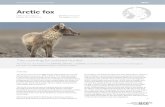 Arctic fox · PDF file The Arctic fox, also known as the white fox, polar fox, or snow fox, is a small-sized fox native to and common throughout the Arctic. It is well adapted to living