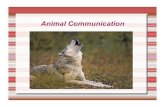 Animal Communication - Weebly · Animal Communication . Purposes ... communication. Vocalization . One of the most common among higher intelligence animals, this form is most commonly