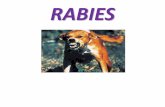 RABIES - ndvsu.orgndvsu.org/images/StudyMaterials/Micro/Rabies-pdf.pdf · - Urban rabies in dogs - Sylvatic rabies in wild life •Morethan 95% of human cases are result of bite from
