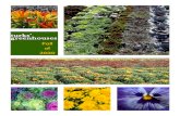 Fall of 2020 - Turks' Greenhouses plants catalo… · Autumn Envy ronze Arluno Pink Fonti Yellow Arluno Purple Padre Yellow Arluno Dark Pink Arluno Orange Fonti White Arluno Red Arluno