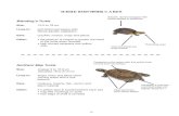 TURTLE IDENTIFIER CARDS - Toronto Zoo · Long serrated tail Carapace is olive, tan, light brown or black in colour Common Snapping Turtle Size: 20.3 to 36 cm in carapace length Lives