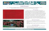 LOUISIANA SUPER PLANTS - LSU AgCenter/media/system/6/f/a/d/6fadf... · 2019. 12. 3. · Drift roses are tough in the landscape — similar to the well-known Knock Out roses, but much