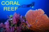 CORAL REEF€¦ · coral is an animal related to jellyfish, hydra & sea anemones produce an exoskeleton of calcium each individual is called a polyp . polyps_____ reefsbuild _____colonies