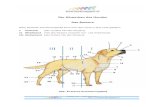 Der Körperbau des Hundes Das Äussere - hunderatgeber.ch · Halswirbel (Atlas) und 2. Halswirbel (Dreher)). Ein Gelenk ist eine bewegliche Verbindung zwischen zwei oder mehreren