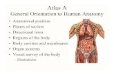 Atlas A - instructors.butlercc.eduinstructors.butlercc.edu/sforrest/atlasa.pdf · • Anatomical position • Planes of section • Directional term • Regions of the body • Body