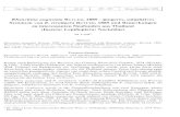Rhynchina angustata BUTLER, 1889 - jüngeres, subjektives ...verlag.nhm-wien.ac.at/pdfs/101B_355357_Loedl.pdf · Rhynchina angustata BUTLER, 1889 syn.n. wird mit Rhynchina rivuligera