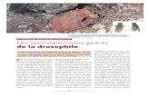 Les spermatozoïdes géants de la drosophile / Insectes n° 129 · Insectes 25 n°128 - 2003 (1) C’ est à la lumière de la compé-tition post-copulatoire, qui a lieu dans les