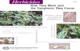Herbicides 6/99 B-6081 - cotton.tamu.educotton.tamu.edu/Weeds/B-6081 Herbicides How They Work and Sym… · protein synthesis, and respiration.That is why this group of herbicides