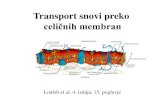 Transport snovi preko - IJSbio.ijs.si/~krizaj/group/Bioloske membrane 2016/Predavanja-2016-20… · Načini transporta snovi preko celičnih membran pasivni transport aktivni transport