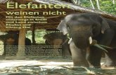 Elefanten - zwingli.de · Phuket und Chiang Mai Der Rüssel des Elefanten bewegt sich vorsichtig suchend oberhalb ihrer Schulter und berührt das Glas. Erschreckt springt die Frau