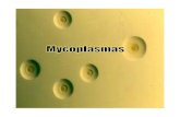 Humans, - agri.huji.ac.ileladd/bacteriology&mycology/Michael/Mycoplasma… · Archeae Eukarya Bacteria Gram - Mollicutes Gram + High Gram + Low Gram + Clostridia Bacilli Ureaplasma