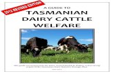 A GUIDE TO TASMANIAN DAIRY CATTLE WELFARE · initial Guide to Tasmanian Dairy Cattle Welfare and we believe it is a valuable resource, providing practical information and guidance