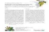 Régénération naturelle de l'épinette de Norvège au Québec ...€¦ · Résumé Le potentiel envahissant de l’épinette de Norvège (Picea abies [L.] Karst.) a été évalué
