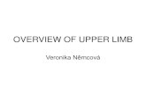 OVERVIEW OF UPPER LIMB · OVERVIEW OF UPPER LIMB Veronika Němcová . MUSCLES 1) sport, fitness, injuries, tedinitis 2) Origin + insertion –function 3) Nerve usually common for