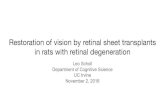 Restoration of vision by retinal sheet transplants ... transplant slides.pdf · LGN – lateral geniculate nucleus, SC – superior colliculus, LP (Pul) – lateral posterior thalamic