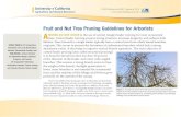 Fruit and Nut Tree Pruning Guidelines for Arborists ...€¦ · Fruit trees differ from landscape trees in that they are best kept relatively small to facilitate routine pruning,