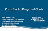 Parasites in Sheep and Goats...Prohibit, LevaMed, Tramisol ML: Macrocylic Lactone Ivomec, Cydectin AD: Amino-Acetonitrilie Derivative Zolvix (new generation, unapproved) SI: Spiroindole