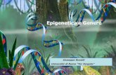 Epigenetica e Genere - Lorenzini Foundation · EPIGENETICA: Il vestito che indossano i geni. DMPK Haploinsufficiency of the DMPK protein Silencing effects on neighbouring genes (e.g.
