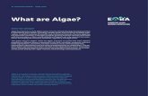 What are Algae? · and business dealing with 'algae' biomass, biotechnology and bioproducts. Algae is a common name for a group of taxonomically unrelated organisms sharing a number