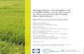 Adaptation strategies of smallholder rice farmers in the ... Strategies DR F… · Rice cultivation forms a key part of the Dominican Republic’s agri-food sector. According to the