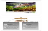 Walter Salzburger: Troutevolution.unibas.ch/.../blockkurs_zoologie/intern/trout.pdf · 2012. 2. 17. · Walter Salzburger:Trout brown trout Salmo trutta (forma fario) Occurrence: