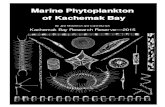 Marine Phytoplankton of Kachemak Bay · 2020. 4. 28. · Leptocylindrus sp. 30-60µm (centric diatom) Long, slender cells form straight chains. In chains, cells are joined by the