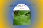 leaf miners ٫ا٪نلأا ثاعناّfac.ksu.edu.sa/sites/default/files/12_snt_lnfq_wlthrbs.pdf · Fig 1 : Damage symptoms of Tuta absolura tn Tomato (A) Larval infestation on leaf