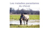 Les maladies parasitaires du cheval...Nombreux petits nodules de 0,05 à 0,5 cm Ceci induit une entérite catarrhale, hémorragique et fibrineuse Complications septiques fréquentes