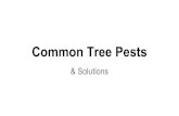 Common Tree Pests...tree decline and decay development can take 20 years some times. ... of decay. → Sick trees typically don’t get better from pruning. Pesticides ... treatments