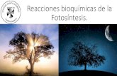 Reacciones bioquímicas de la Fotosíntesis....•Comprender las características de las reacciones foto-dependientes y foto-independeintes de la fotosíntesis. •Analizar los factores