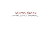 Salivary glands anatomy and phsiology12_37_00_PM.pdf · Palatine Tonsil, Palate, Lips and Cheeks of salivary glands Parotid Gland Largest Average Wt - 25gm Irregular lobulated mass