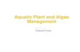 Aquatic Plant and Algae Management · “Choked” aquatic plant & algae communities can l0wer AM oxygen levels to lethal levels due to high respiration. Expensive surface aeration