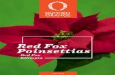 Red Fox Poinsettias - Bill Moore & Co Poinsettias Red Fox 2018.pdfLlamativas nano-bracteas llamativas de color rojo brillante y tamaño medio. Ciatios bien desarrollados y duraderos.
