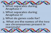 1. What separates during Anaphase I? 2.What separates during … · 2019. 3. 7. · 1. What separates during Anaphase I? 2.What separates during Anaphase II? 3. What do genes code