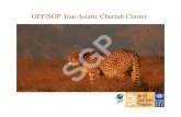 GEF SGP Iran Asiatic Cheetah Clustersgpgef.ir/uploads/GEF SGP Iran Asi-slwxuvdcux.pdf · traditions, Touran National park and it’s rich biodiversity) • Reintroduction of local