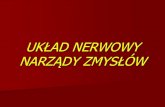 UK¥¾AD NERWOWY NARZ¤â€‍DY ZMYS¥¾£â€œW 2020. 3. 26.¢  I- Nervus olfactorius- w¤â„¢chowy II- Nervus Opticus