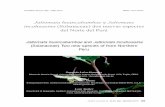 Jaltomata huancabambae y Jaltomata incahuasina (Solanaceae) … Jaltomata... · 2014. 12. 16. · 20 (2) Julio - Diciembre 2013 269 Leiva et al.: Dos nuevas especies de Jaltomata