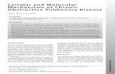 Cellular and Molecular Mechanisms of Chronic Obstructive ...Cellular and Molecular Mechanisms of Chronic Obstructive Pulmonary Disease Peter J. Barnes, FRS, FMedSci INTRODUCTION Chronic