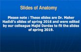 Slides of Anatomy - JU Medicine · Typical ribs (all parts) 3-10. • Atypical ribs (missing part/s) 1,2,11, 12. Spring2019 Dr. Maher Hadidi, University of Jordan 11. Parts of Typical