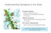 Understanding Synapses in the Brain...5 April 2019 NSF Workshop NeuroNex Award No.1707356 NSF NeuroNex Hub Motivation: •Variance in synapses is not known. •dimensions, connectivity,